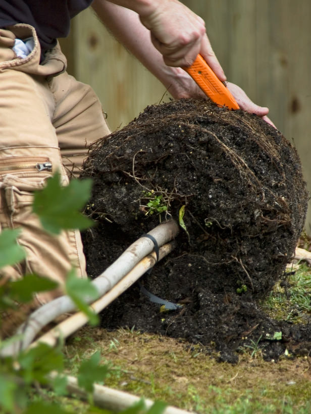 planting a tree