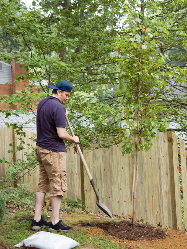 planting a tree