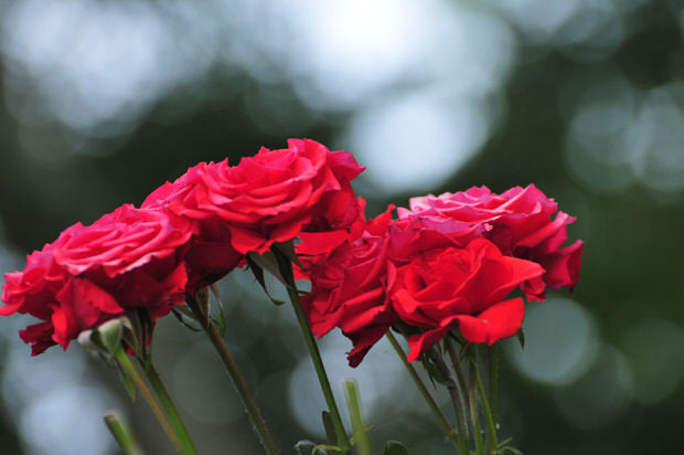 red_roses_cutting_tips