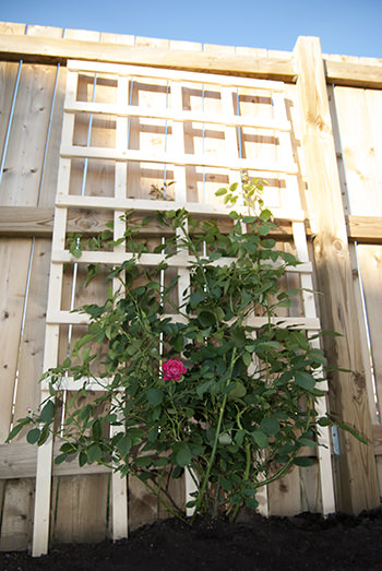 easy-diy-trellis