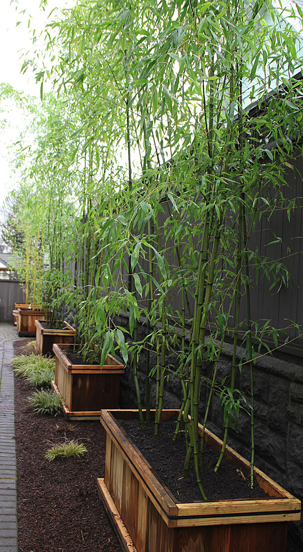 Modernize-Your-Garden-With-Bamboo8