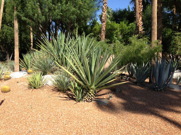 desert landscaping