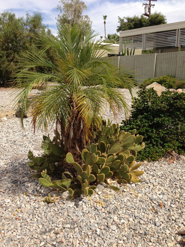 desert landscaping