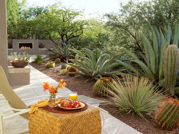 desert backyard southwestern garden
