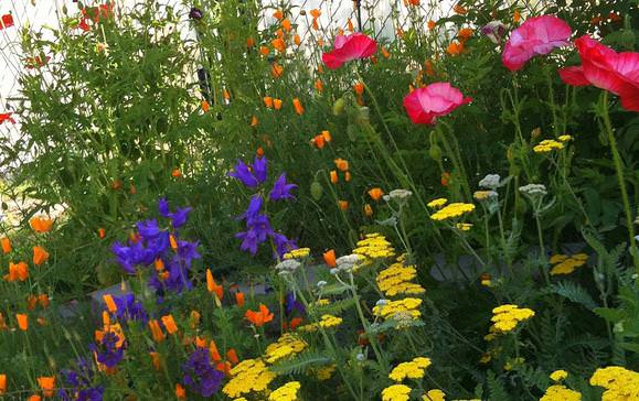 cottage garden plants yarrow