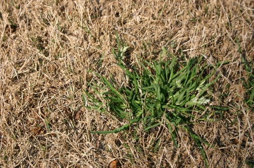 annual bluegrass in bermuda