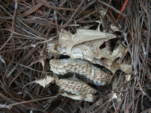 yellowjacket in pine straw 2