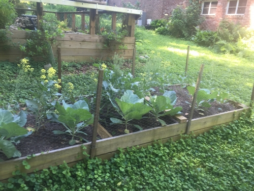 raised bed soil 7