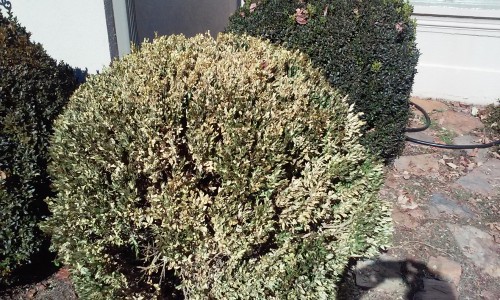 boxwood sick