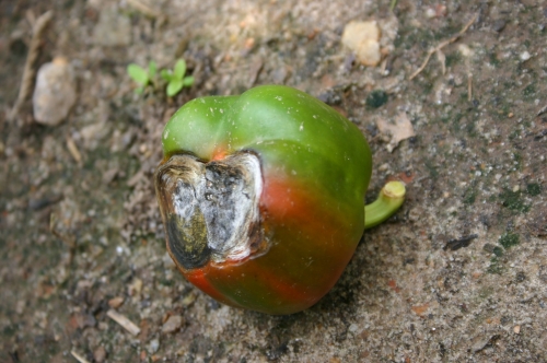 pepper blossom end rot