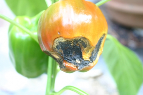 blossom end rot pepper