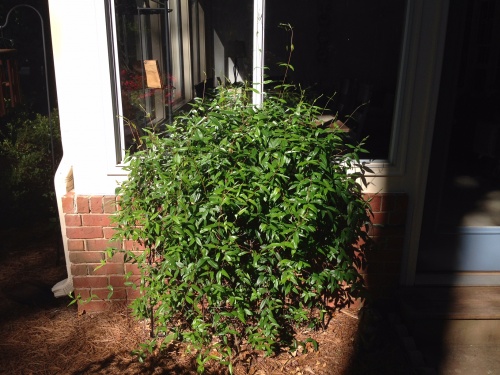 Carolina jessamine pruned 1