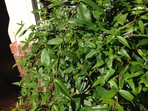 Carolina jessamine pruned 2