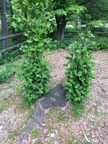 gingko sprouts