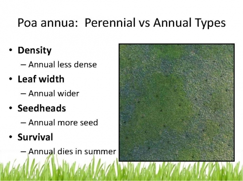 Askew_Poa_PGR_Herbicide 15