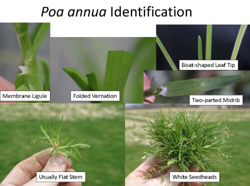 Askew_Poa_PGR_Herbicide 14