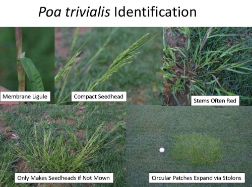 Askew_Poa_PGR_Herbicide 17