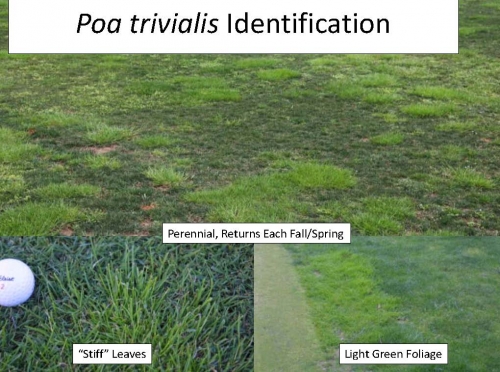 Askew_Poa_PGR_Herbicide 18