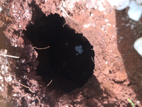 hole in yard 1