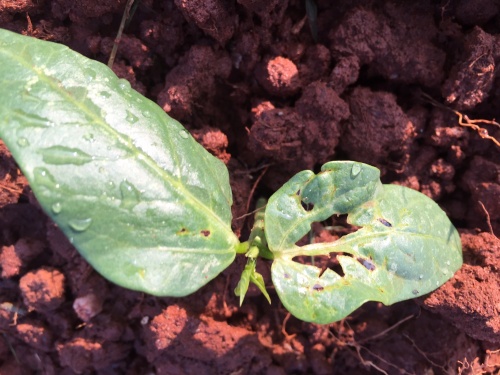 pea caterpillar damage 4