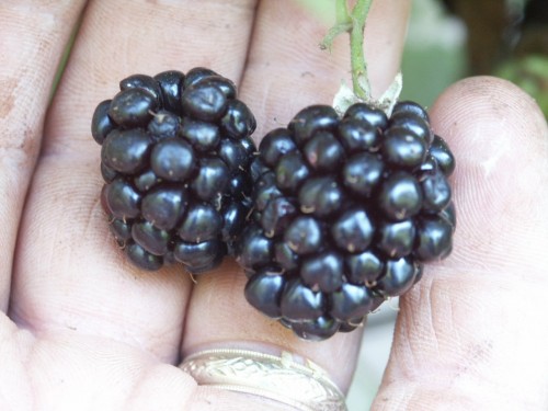 blackberry