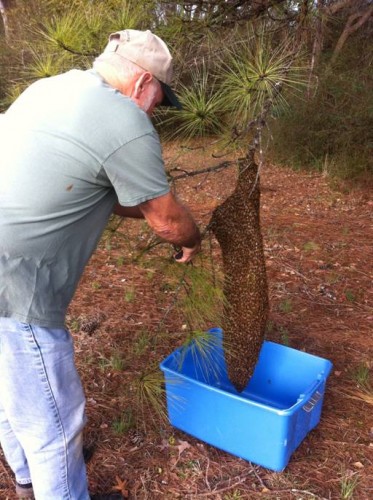 beekeeper recovering a bee swarm