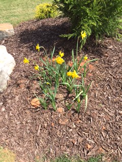 daffodils late planted seen in mid-April