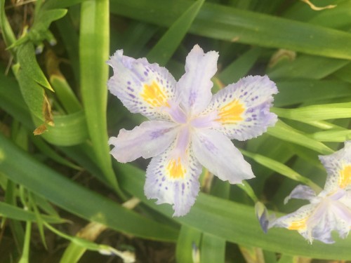 iris confusa bamboo iris 2