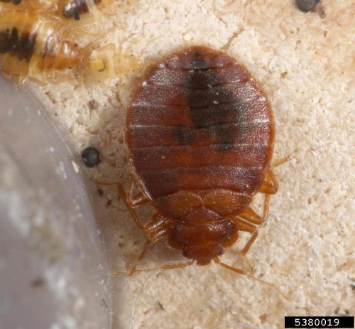 bed bug   Gary Alpert, Harvard University, Bugwood.org 