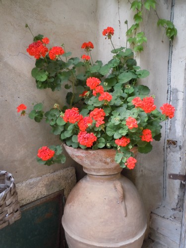 geranium pot