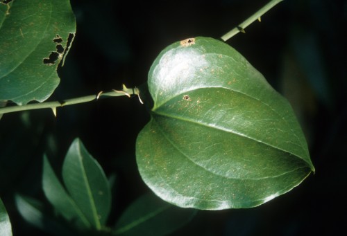 smilax leaf