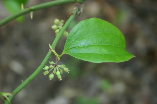 smilax flowers