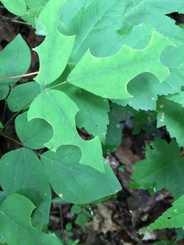 leafcutter bee 3