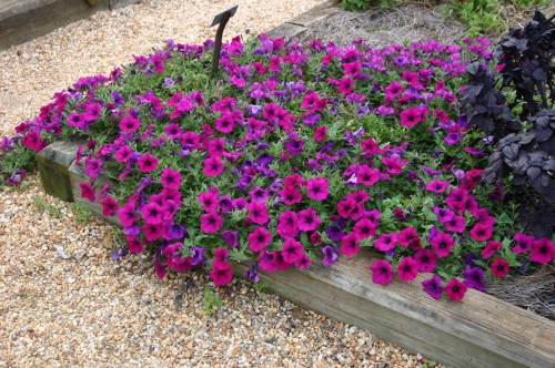 petunia wave