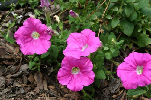 petunia pink