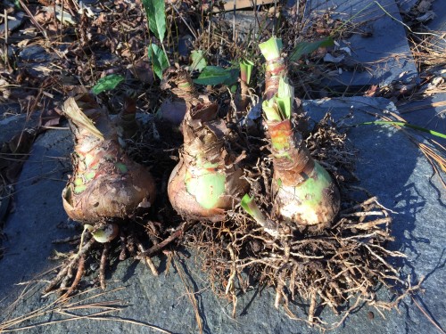 amaryllis bulbs