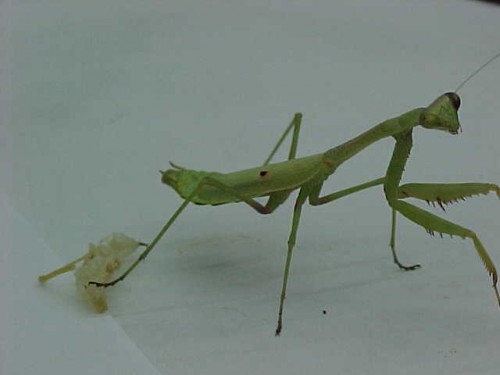 praying mantis 1