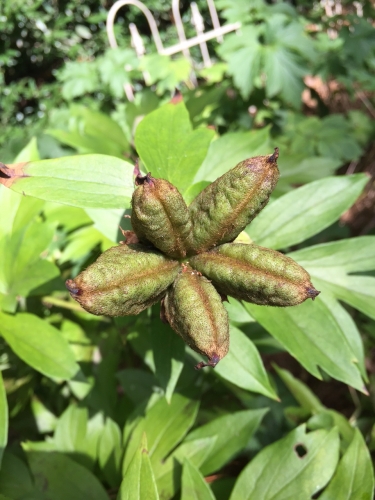 peony seedpod