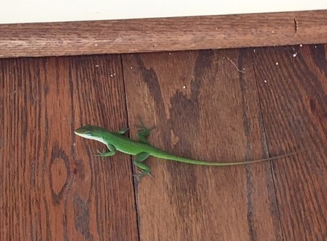 lizard anole 1