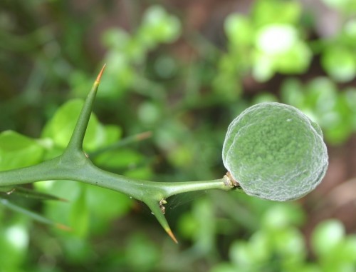 trifoliate orange 2 crop