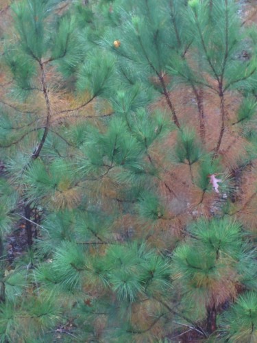 pine brown branches