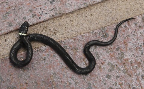 ring necked snake 1