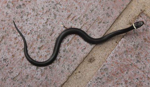 ring necked snake 2