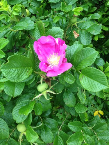 rose rugosa 2 (2)