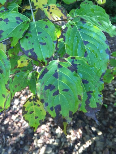 dogwood kousa leaf spot 1