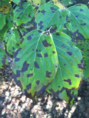 dogwood kousa leaf spot 2