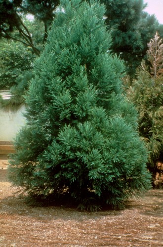 cryptomeria