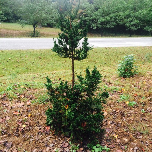 deer damage to tree