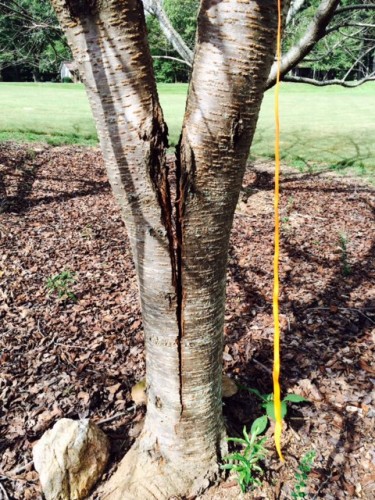 cherry tree split trunk