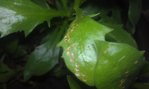 osteospermum feeding damage